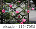 バラ 11947058
