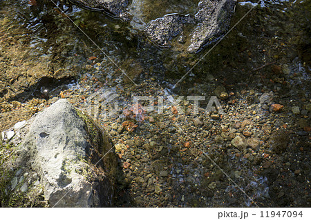 源兵衛川 源兵衛川 11947094