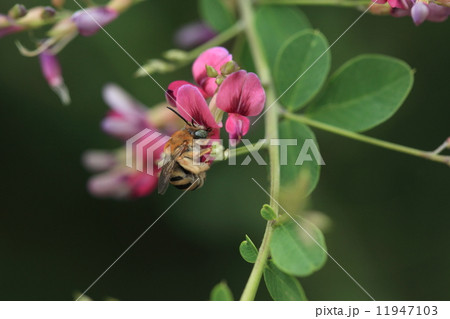 生き物　昆虫　ミツクリヒゲナガハナバチ、メスが夢中で蜜を舐めていますがすぐにオスが突進してくるのでおちおちできません 11947103