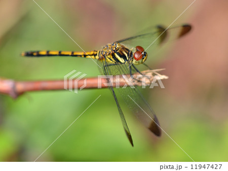 とんぼ 11947427