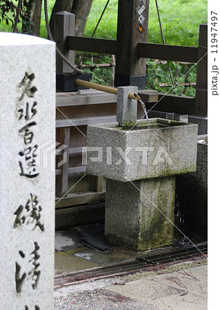 天橋立の磯清水 11947497