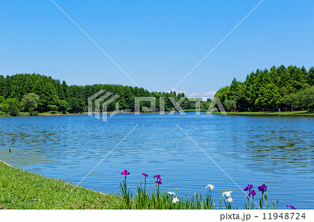 都会の水郷と水辺の花菖蒲 11948724