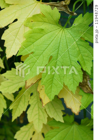 ゴーヤの葉（黄色） 11948729