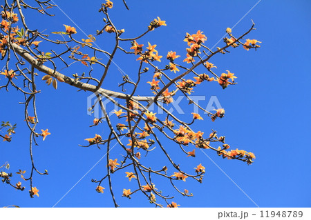 Dried Cotton Flower for Northern Thai Noodle Dried Cotton Flower for Northern Thai Noodle 11948789