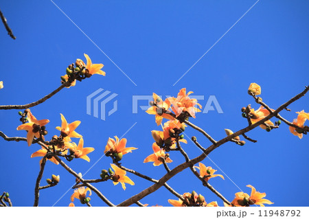 Dried Cotton Flower for Northern Thai Noodle Dried Cotton Flower for Northern Thai Noodle 11948792