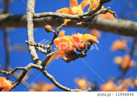 orange flower orange flower 11948848