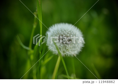 Dandelion at garden in spring Dandelion at garden in spring 11948862