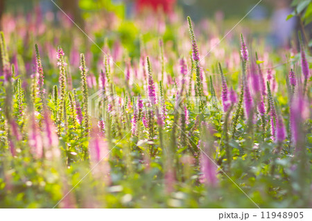 Lavender flower Lavender flower 11948905