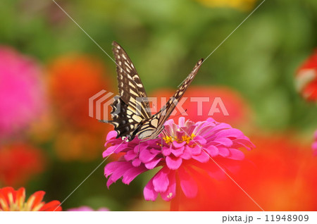 アゲハチョウ　ジニア　ヒャクニチソウ 11948909