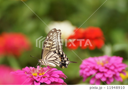 アゲハチョウ　ジニア　ヒャクニチソウ 11948910