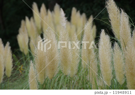 パンパスグラス　シロガネヨシ　ヨコ 11948911