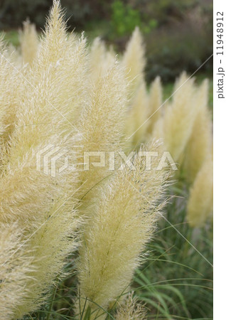パンパスグラス　シロガネヨシ　タテ 11948912