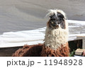 リャマ 11948928