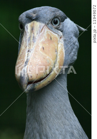 ハシビロコウ ハシビロコウ 11949072