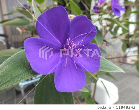 紫の花 11949242