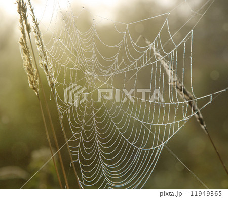 spider web with dew drops 11949365