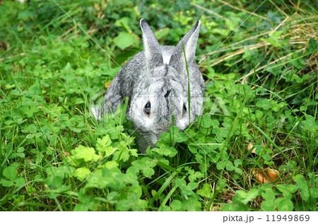 草むらに隠れるうさぎの写真素材