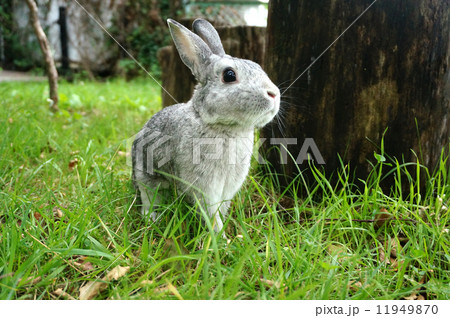遠くを見るうさぎ 遠くを見るうさぎ 11949870