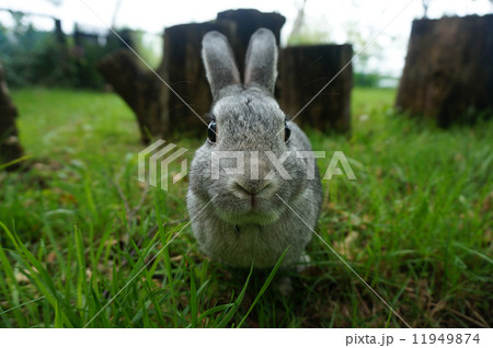 うさぎ正面 11949874