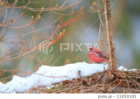 オオマシコの雄 11950185