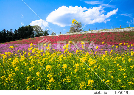 箕郷芝桜公園 箕郷芝桜公園 11950499