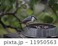 野鳥 11950563