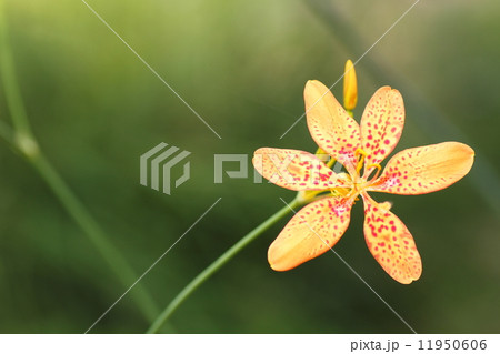 ヒオウギの花 11950606