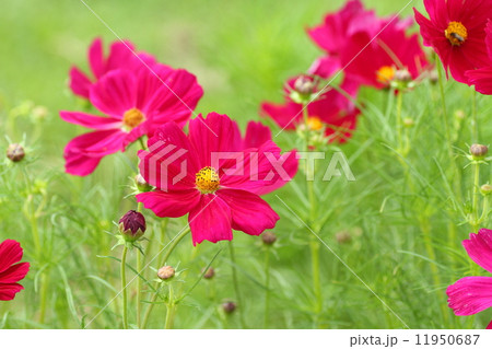 コスモスの花 11950687