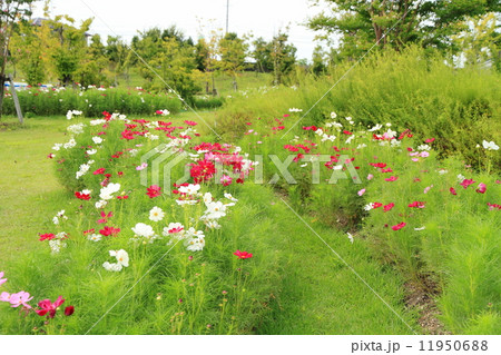 コスモスの花 11950688
