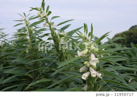 胡麻の畑 11950717