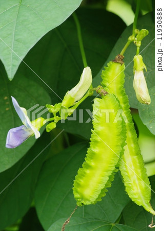 シカクマメ シカクマメ 11950888