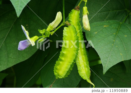 シカクマメ シカクマメ 11950889