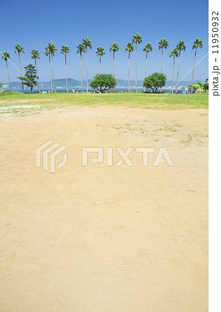 公園のパームツリー 公園のパームツリー 11950932