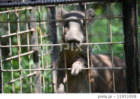 捕獲された野生のイノシシ 捕獲された野生のイノシシ 11951008