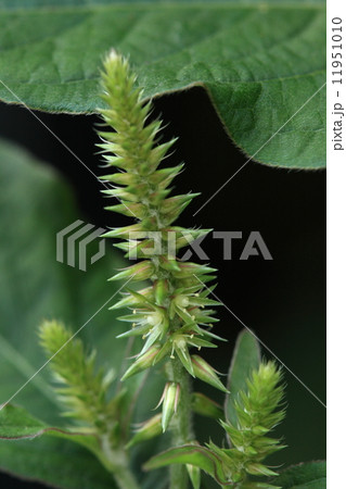 自然　植物　ヒナタイノコヅチ、厄介な『ひっつき虫』の元ですが漢方薬の重要な原料だそうです① 11951010