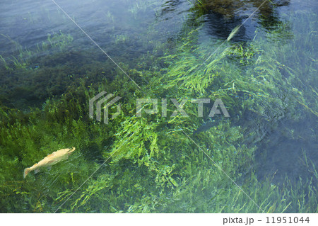 忍野八海 11951044