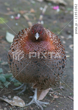 北山鳥 山地に生息しているのでヤマドリ 正面の写真素材