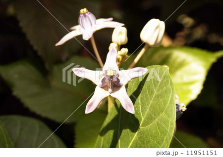 クラウンフラワー 11951151