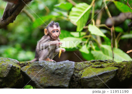 Little baby-monkey in sacred monkey forest of Ubud 11951190