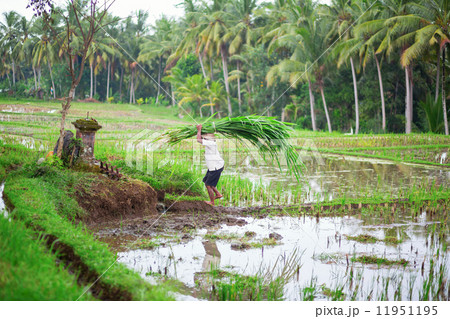Man working on rice field near Ubud 11951195