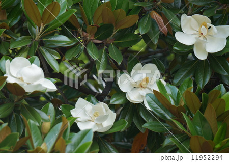 タイザンボク タイザンボク 11952294