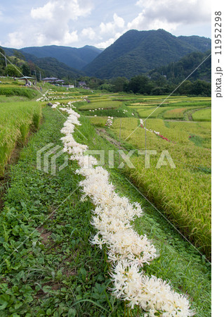 白い彼岸花 白い彼岸花 11952298