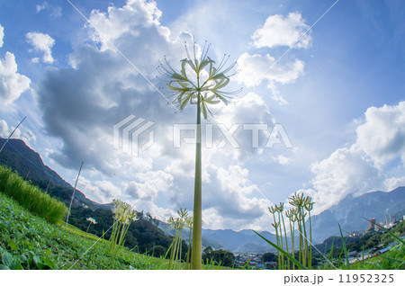 白い彼岸花 11952325