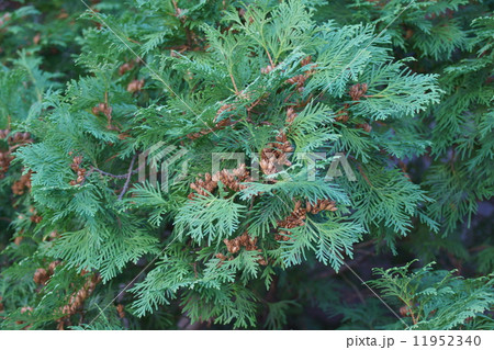 匂檜葉　ニオイヒバの実 11952340