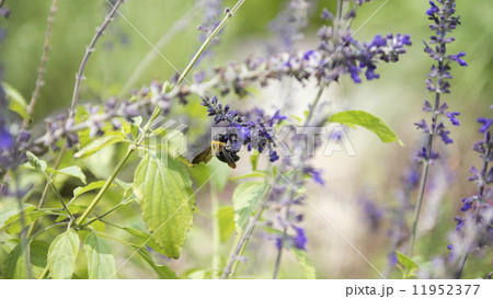 クサフジとクマバチ　 11952377