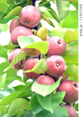 赤い色の姫りんご 11952560