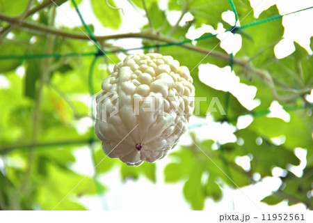 白い色のゴーヤ 11952561