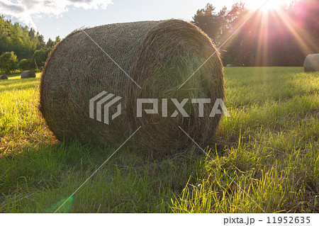 Roll of hay on a sunny background 11952635