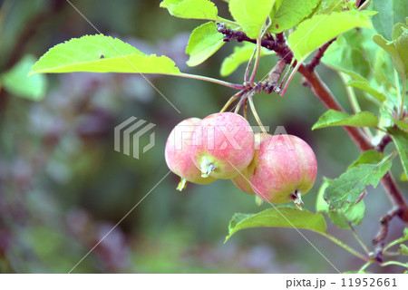 赤い色の姫りんご 11952661