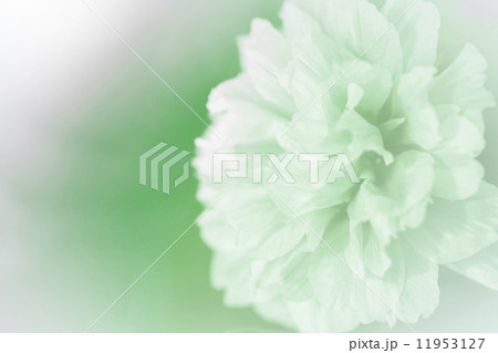 beautiful flowers beautiful flowers 11953127
